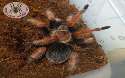 BRACHYPELMA BOEHMEI SLING 1 CM TARANTULA